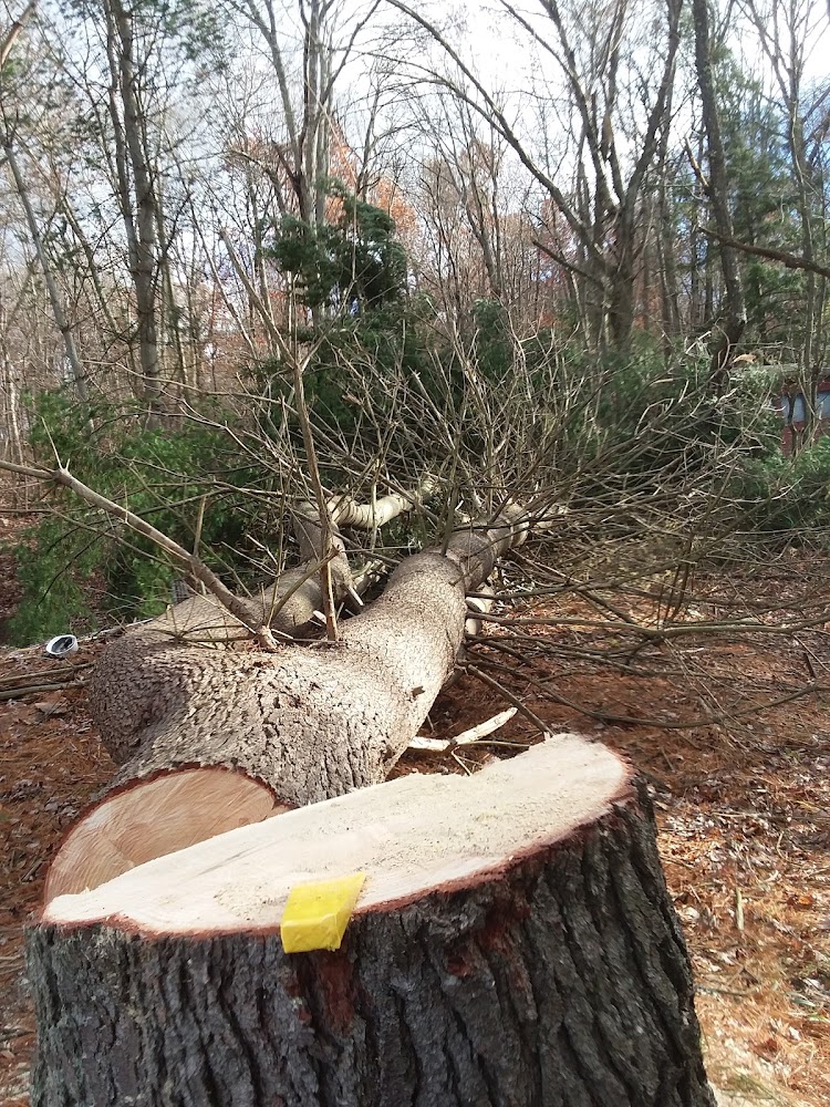David Williams tree services